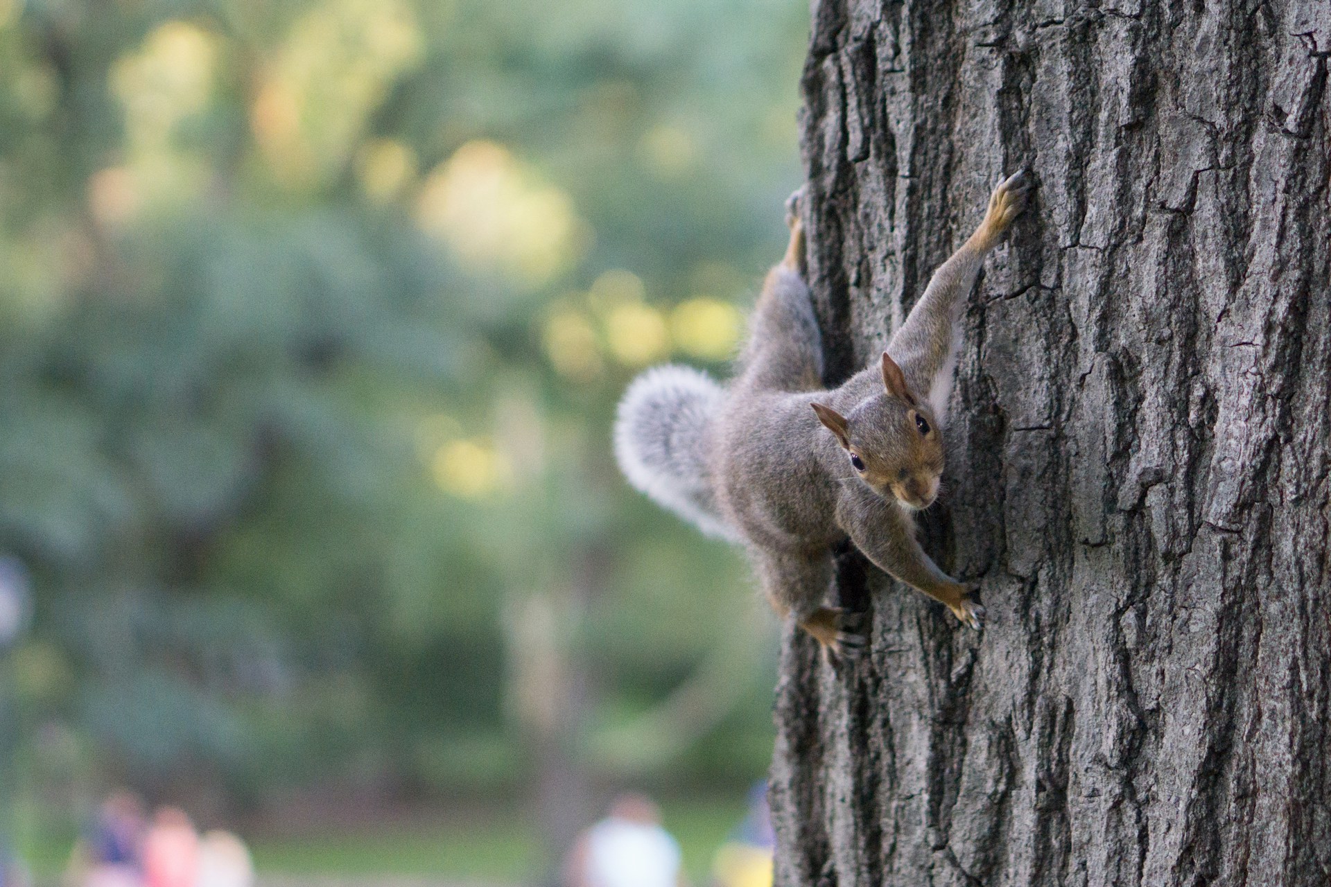A squirrel clung to the side of a tree